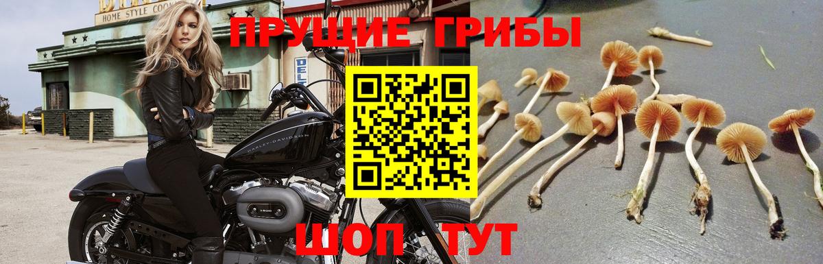 Псилоцибиновые грибы Psilocybine cubensis  Вход с VPN  Ухта 